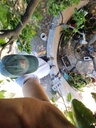 Irrigating from a Rain Barrel